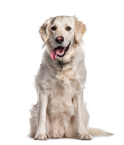 Preview: Golden Retriever sitting against white background