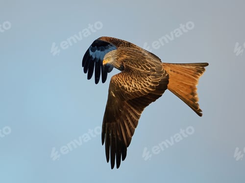 Preview: Red kite (Milvus milvus)