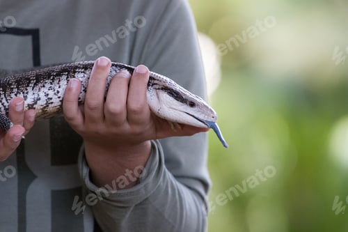 Preview: Lizard
