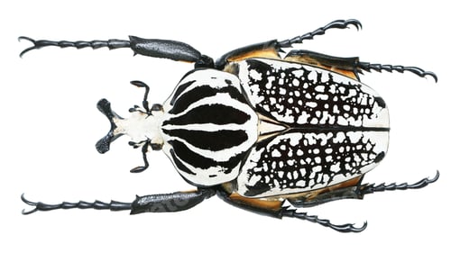 Preview: Giant and beautiful goliathus beetles.