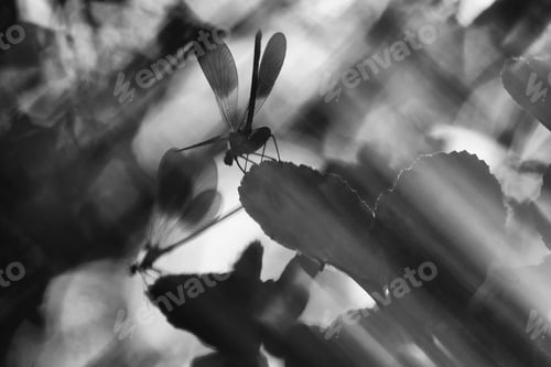 Preview: Dragon-fly on thin twig of plant