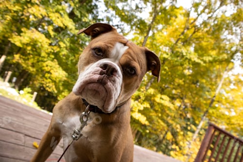 Preview: Closeup shot of an Olde English Bulldogge sitting on a wooden deck at the park with blur background