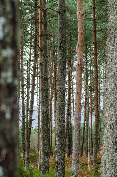 Preview: selective focus, view inside a pine forest
