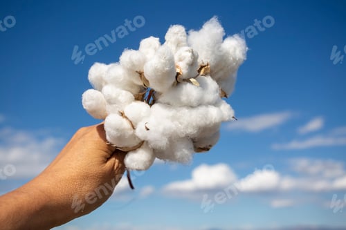 Preview: Human-handed cotton bolls towards the sky, cotton field