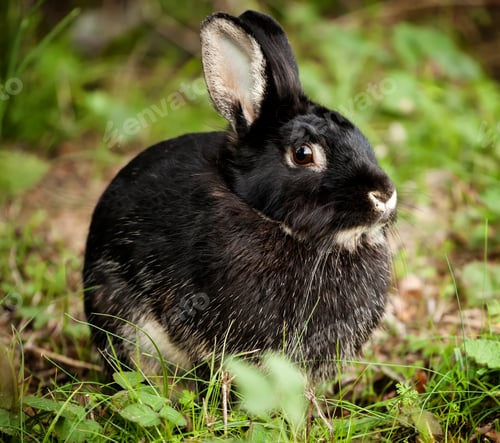 Preview: Black Rabbit