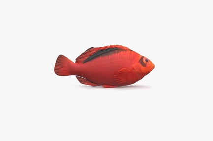 Preview: Bright Red Flame Hawkfish with Black Stripe