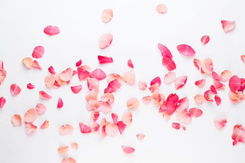 Preview: Valentine's Day. Rose flowers petals on white background.