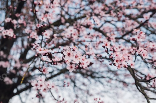 Vorschau: Frühlingsblüten.