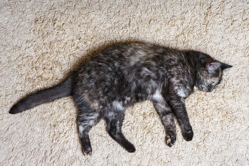 Preview: Domestic Tortoiseshell Cat Lies On The Carpet In Room, Sleeping Pet Inside House.