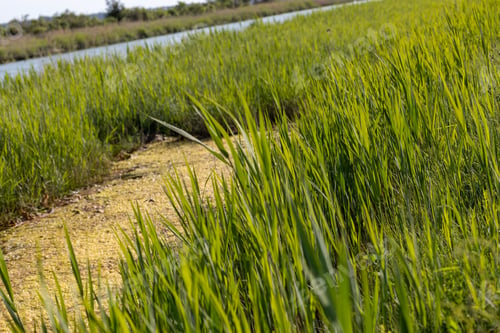 Preview: River and field covered in various heights of grass