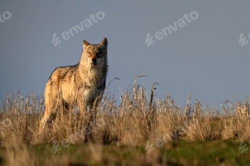 Preview: Eurasian wolf or Canis lupus lupus walks in steppe