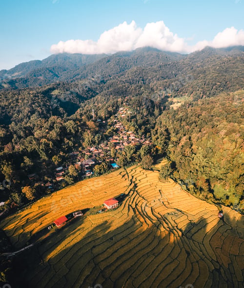 Preview: Aerial view of golden rice terrace field in morning