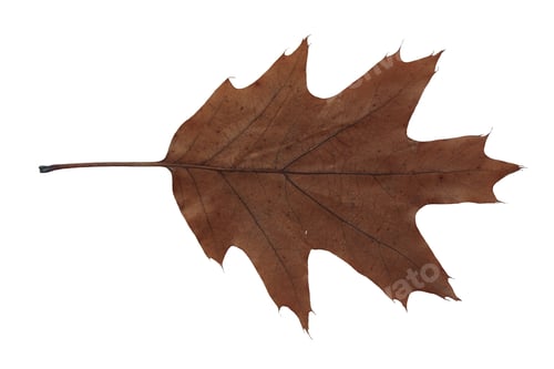 Preview: autumn leaf texture isolated png leaves