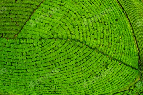 Preview: Lush green tea plantation texture and pattern during harvest