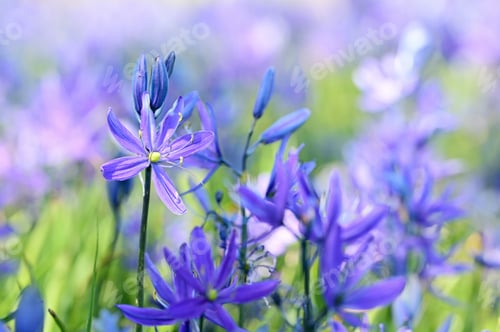 Preview: Grassy field adorned with blue and assorted wildflowers
