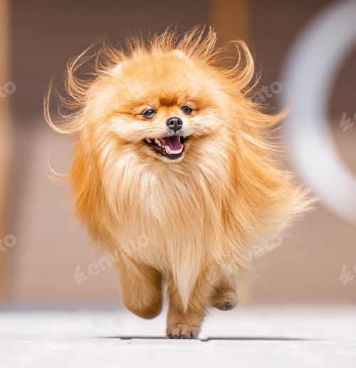 Preview: funny pomeranian spitz puppy running on the road in summer