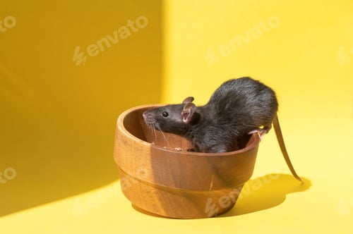 Preview: Black Rat Sitting in a Wooden Flowerpot