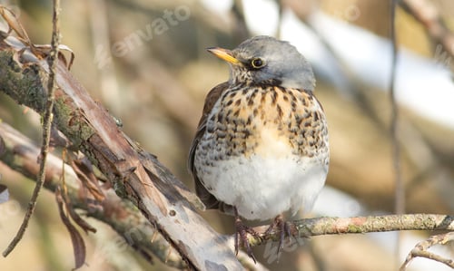 Preview: Fieldfare, Turdus pilaris. Close-up portrait