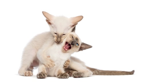 Preview: Two Oriental Shorthair kittens, 9 weeks old, play fighting against white background
