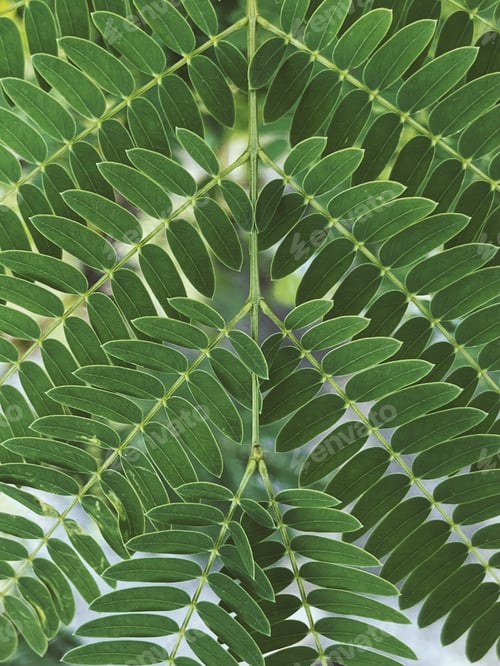 Preview: Beautiful blurred leaves nature background. Vintage tone filter color style.