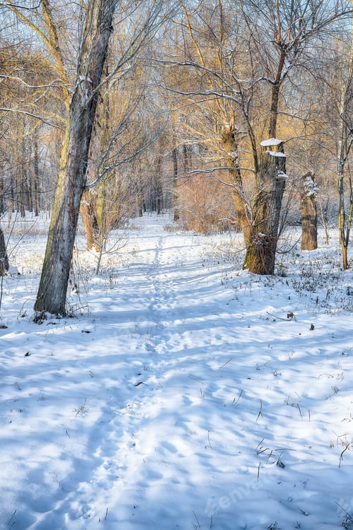 Preview: Breathtaking landscape with snow-covered trees in the city park.