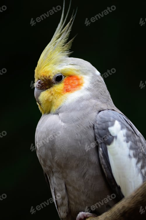 Preview: Cockatiel