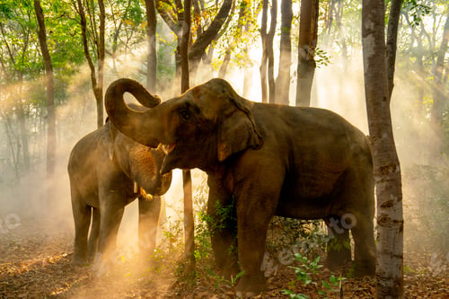 Vista previa: Two elephants stand together in forest with sunlight shine through the tree in concept of wildlife