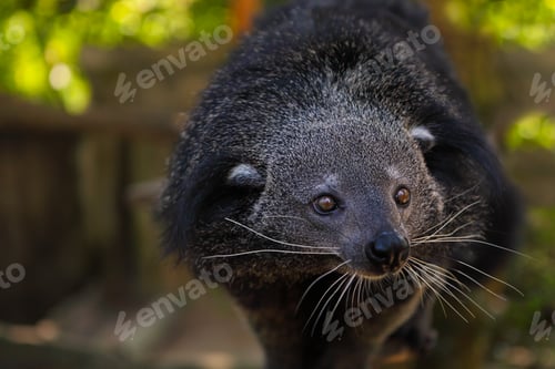 Preview: Binturong or bearcat (Arctictis binturong)