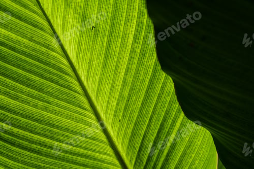 Preview: Macro Shot Of Green Leaf