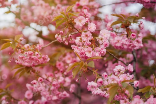 Preview: Pink sakura blossom background. Fresh nature background on spring sunny day with copy space.