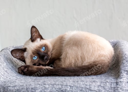Preview: Cute kitten siamese cat indoor