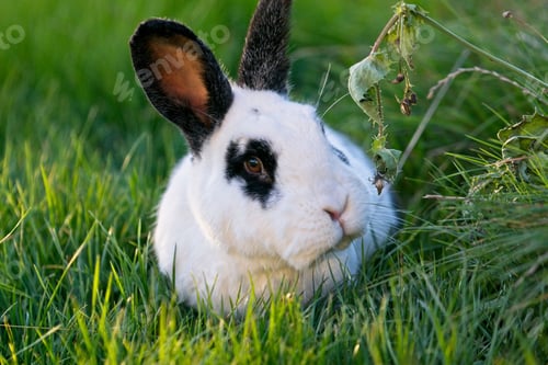 Preview: pets, bunny, scared, rabbit, hare