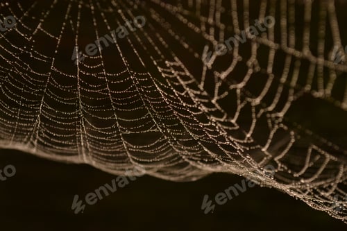 Preview: Spider web