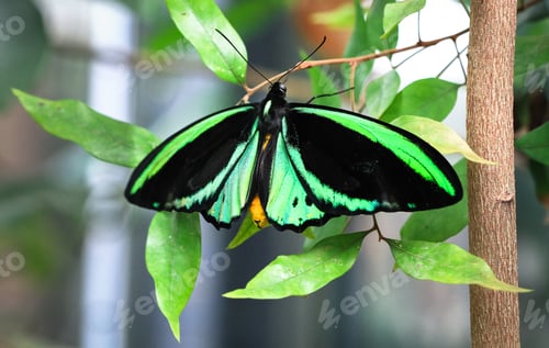 Preview: Cairns Birdwing Butterfly on Leaves