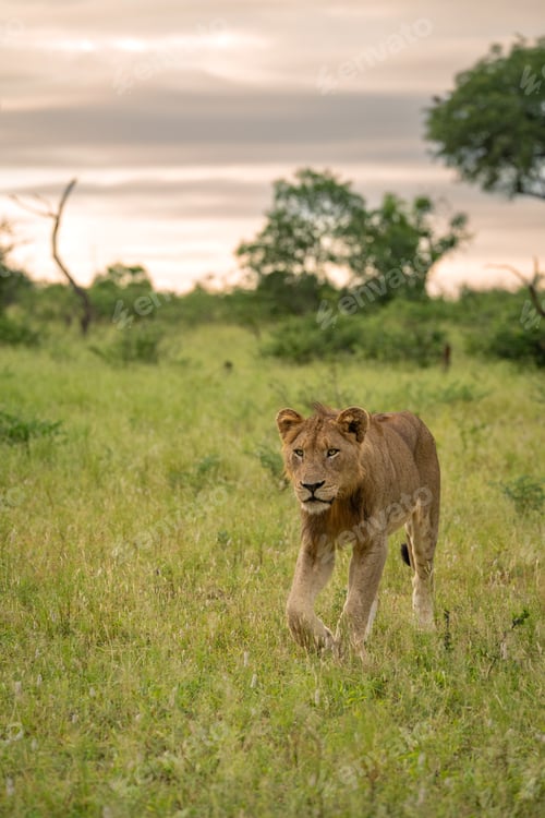 Preview: Lion, Panthera leo, Young male lion walking through a lush green clearing, looking at the camera.