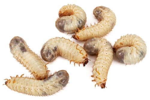 Preview: May beetle larvas, lat. Melolontha , Phyllophaga, isolated on white background