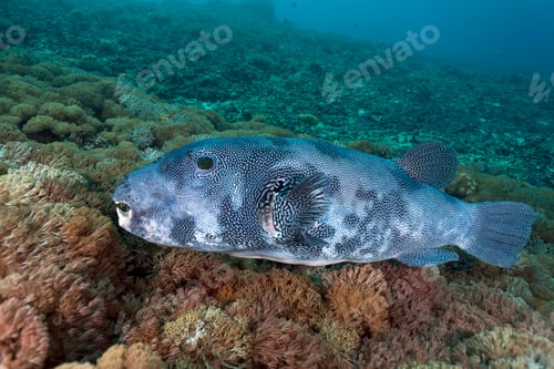 Preview: Indonesia, Bali, Nusa Lembongan, large pufferfish, Arothron multilineatus