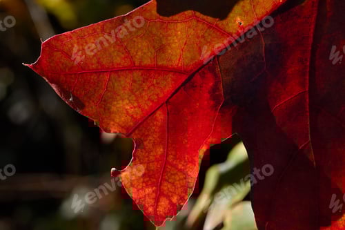 Preview: Close-up of Vibrant Autumn Leaf with Veins