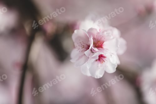 Preview: Almond tree blossom in spring. Almond tree blooming with white and pink flowers.