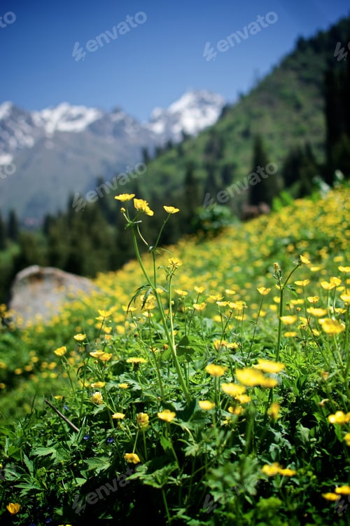 Preview: Beautiful summer field of yellow buttercup flower