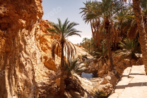 Preview: Landscape Chebika oasis in Sahara desert. Palm trees over lake
