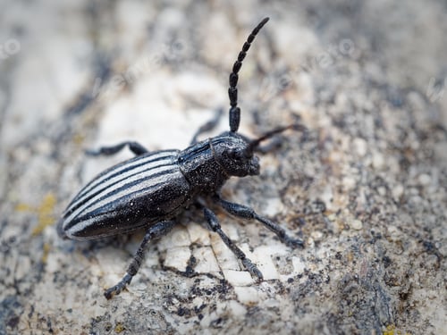 Preview: Close-up of a longhorn beetle on a rocky surface. Dorcadion scopolii