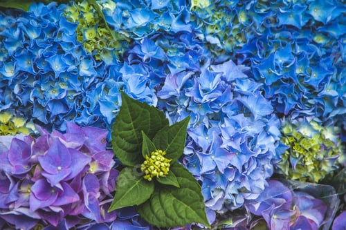 Preview: close up view of beautiful blue hortensia flowers