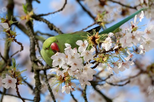 Preview: Rose-ringed parakeet