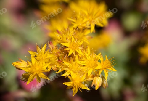 Preview: flower of Sedum palmeri