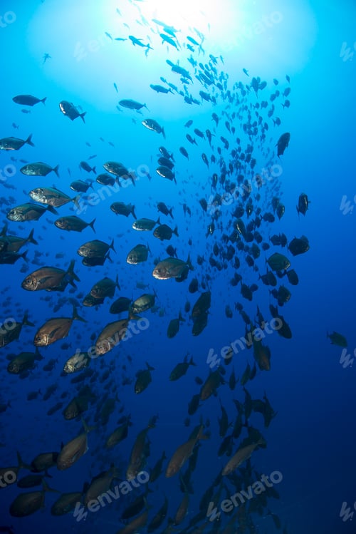 Preview: School of jacks, Roca Partida, Colima, Mexico