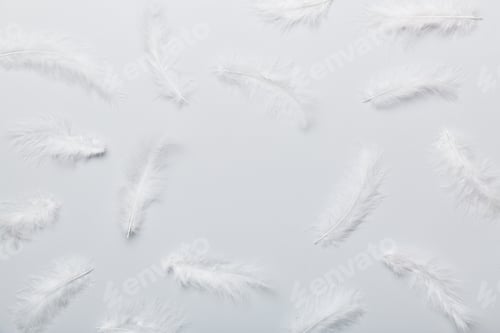 Preview: Frame of brightly colored dyed bird feathers on Colored background, top view