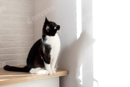 Vista previa: A beautiful black and white cat sits on a table against a white wall.