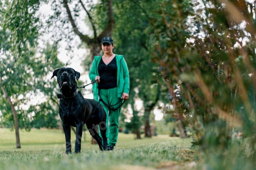 Preview: portrait of a black dog of a large breed of Cane Corso on a walk in the park with its owner