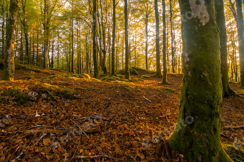 Preview: Sunlight In a Beech Forest